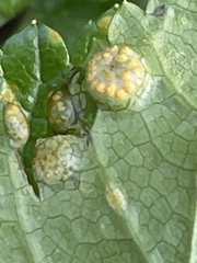 Puccinia smyrnii