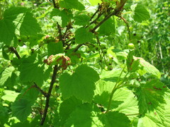 Ribes spicatum