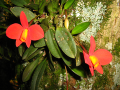 Cattleya coccinea