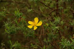 Hypericum revolutum