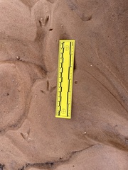 Charadrius vociferus