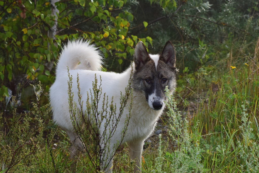 Canis familiaris (viejo pastor inglés) - 13044 - Biodiversidad Virtual /  Mamíferos