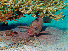 Epinephelus fasciatus