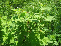 Ribes spicatum