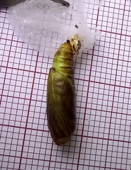 Ctenoplusia limbirena