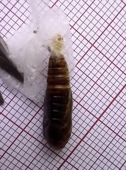 Ctenoplusia limbirena