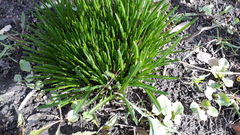 Ornithogalum umbellatum