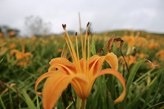 Hemerocallis citrina