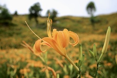 Hemerocallis citrina