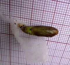 Ctenoplusia limbirena