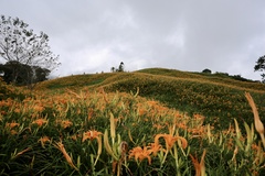 Hemerocallis citrina