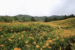 Hemerocallis citrina