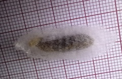 Ctenoplusia limbirena