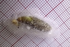 Ctenoplusia limbirena