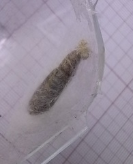 Ctenoplusia limbirena