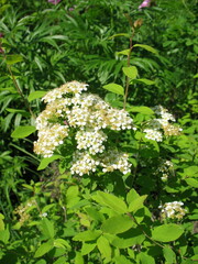 Spiraea media