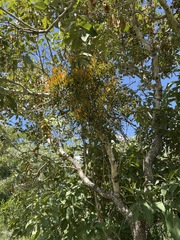 Agelanthus kraussianus