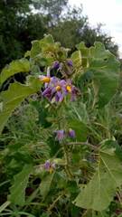 Solanum palinacanthum