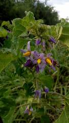 Solanum palinacanthum
