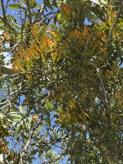 Agelanthus kraussianus