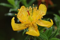 Hypericum revolutum