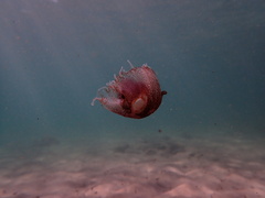 Chrysaora pentastoma