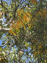 Agelanthus kraussianus