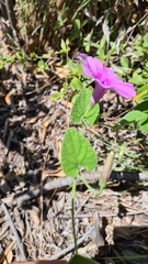 Ipomoea transvaalensis