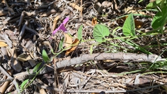 Ipomoea transvaalensis