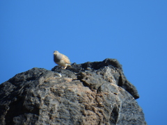 Thinocorus orbignyianus