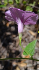 Ipomoea transvaalensis