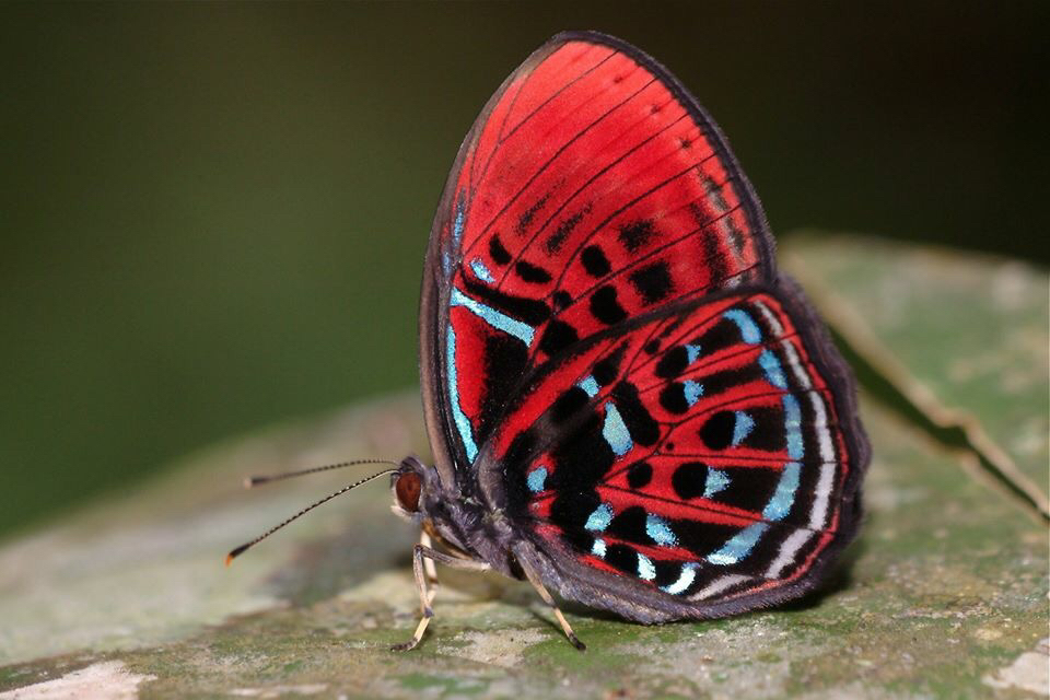 Paralaxita