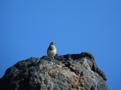 Thinocorus orbignyianus