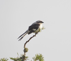 Lanius excubitoroides