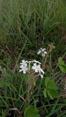 Glandularia platensis