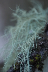 Usnea dasopoga