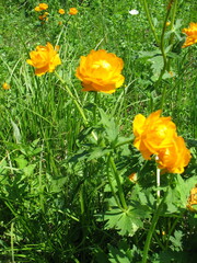 Trollius asiaticus