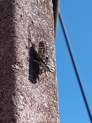 Cicadinae