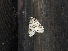 Aemene clarimaculata