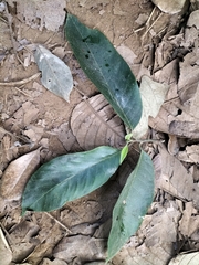 Artocarpus gomezianus