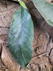 Artocarpus gomezianus