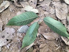 Artocarpus gomezianus