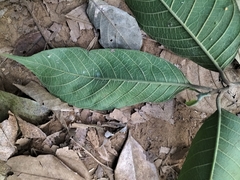 Artocarpus gomezianus