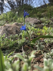 Tecophilaea violiflora