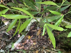 Platylophus trifoliatus