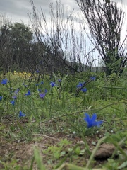 Tecophilaea violiflora