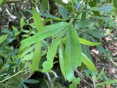 Platylophus trifoliatus