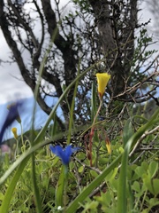 Tecophilaea violiflora