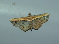 Lophoruza semiscripta