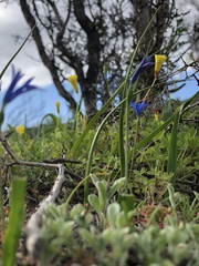 Tecophilaea violiflora